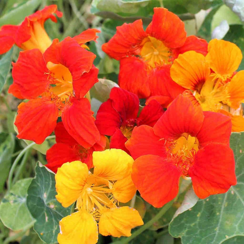 Nasturtium (‘Vesuvio’ flower) for planting in garden